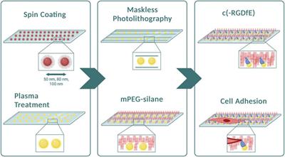 1D micro-nanopatterned integrin ligand surfaces for directed cell movement